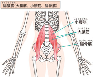 腸腰筋の大腰筋