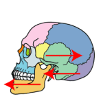 bone_skull_side_nejire