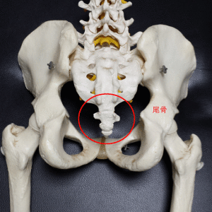 尾骨周辺の痛み