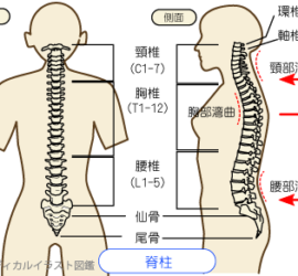 脊椎の生理的湾曲